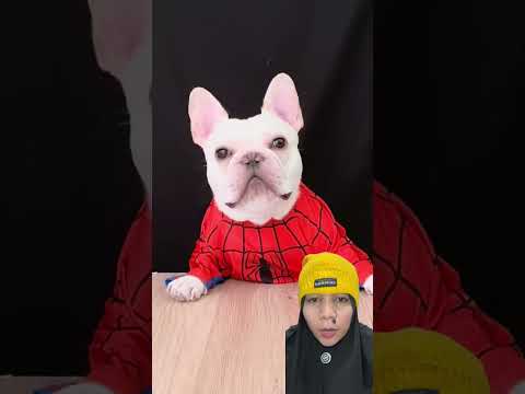 DOGGIE TAHAN TAWA #funny #comedy #animals #cute #pets #ihavethisthingwithplants #beranda #trending