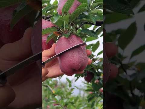 delicious red apple cutting 🍎