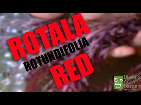 Rotala Rotundifolia Red Care Guide Species spotlight. Red fast growing aquarium plant.