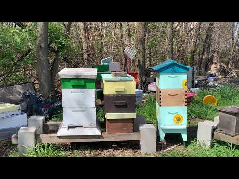Bees, the Hidden Farm Helper