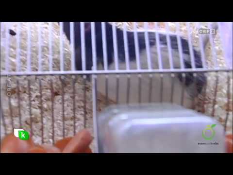 Essen und Krebs - Heute Konkret ORF2