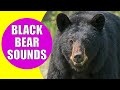 BLACK BEAR SOUNDS Learn Animals With Kiddopedia Shorts