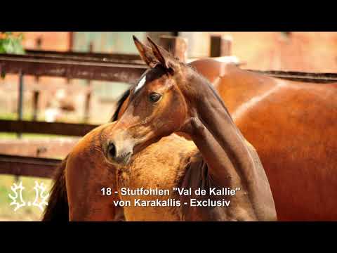 Nr. 18 Stutfohlen "Val de Kallie" von Karakallis - Exclusiv