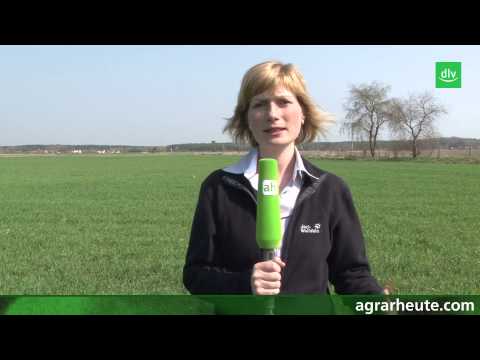 Vegetationsreport: Wachtsumsregler bewusst wählen