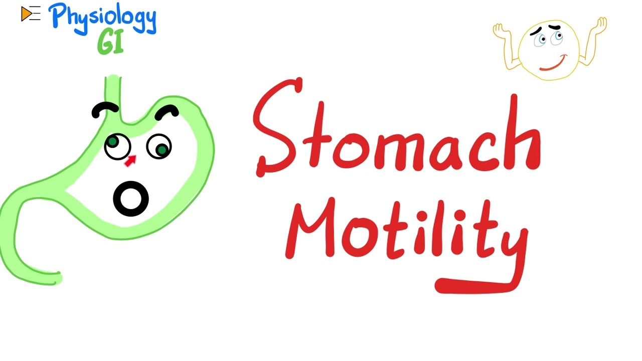 The Stomach - Gastric motility & Receptive relaxation - Gastrointestinal (GI) Physiology Series