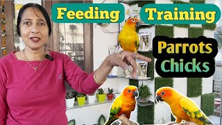 Hand Feeding and Training Tips Sun Conure Chicks | ABC Pets