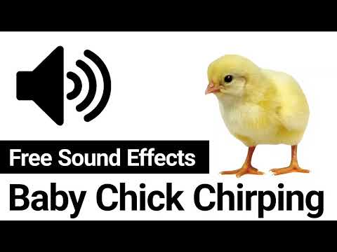 Baby Chick Chirping Sound To Attract Hen 🐥🔊