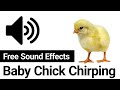 Baby Chick Chirping Sound To Attract Hen