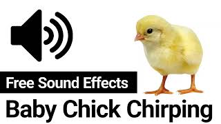 Download lagu Suara Anak Ayam Berkicau untuk Menarik Perhatian Induk Ayam 🐥🔊 mp3