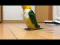 Bird Marches To Erika
