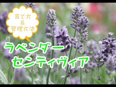 ラベンダーヒース 植物