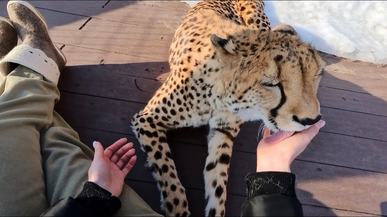Эффект ПОЛНОГО ПОГРУЖЕНИЯ: я глажу настоящего гепарда! Почувствуй это сам!