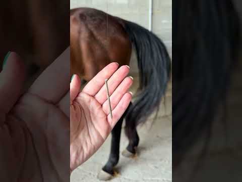 Poulain ou pouliche ? 🩷🩵 #cheval #poulain #equestrian #equitation #animaux #pony #poney #horse