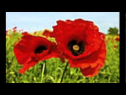 polskie kwiaty Adam Chrola Szurpik