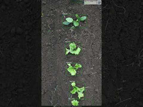 AI Meets Agriculture: Drone-Based Plant Detection & Tracking with YOLOv11 🌱