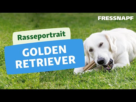 Rasseportrait Golden Retriever