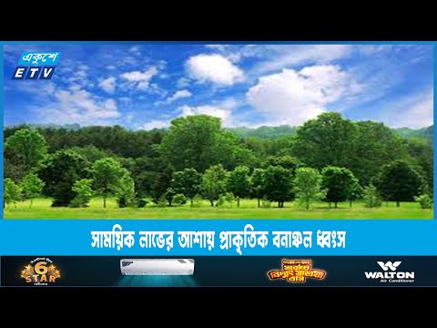 সামাজিক বনায়নের নামে দেশে রোপিত হয়েছে বিপুল সংখ্যক বিদেশি গাছ | ETV News