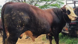 Download lagu 19 juta !! Ajorr Sapi Jumbo Harga Anjlok !! Bakule Nangis !! Pasar Sapi Jatirogo mp3