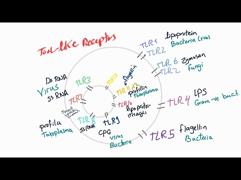 tool like receptors (TLR)