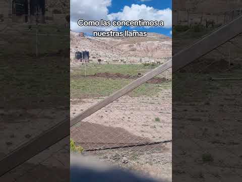 llamas muy consentidas aquí en #curahuara_de_carangas #Oruro #Bolivia