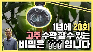 1년에 고추 20회 수확할 수 있는 비밀을 알려드리겠습니다 ! 