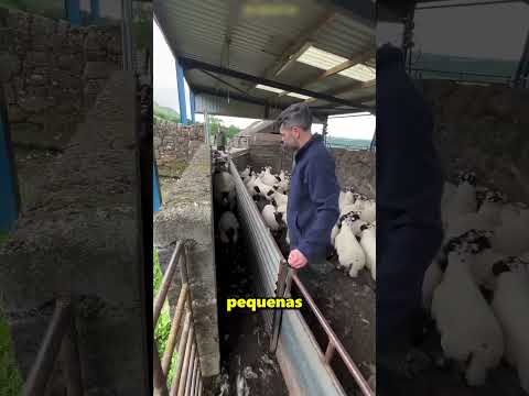 O trabalho deste rapaz é separar as ovelhas 😲