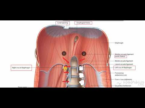 Suprarenal glands relations 2