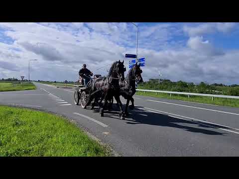 Stal Okkema's Dauwe H (Jouwe) & Enzo (Eise)