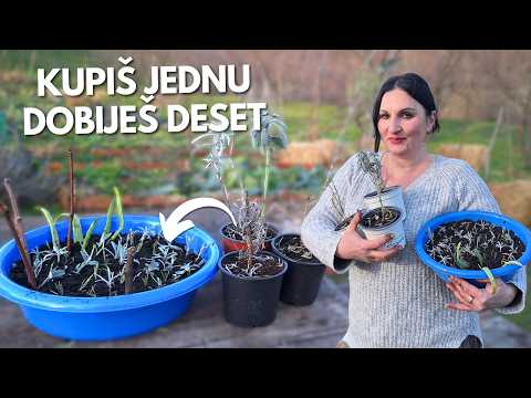 Buy ONE, Get TEN - Simple Plant Propagation