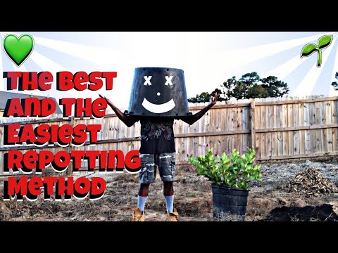 How to Repot a Plant the Easy Way