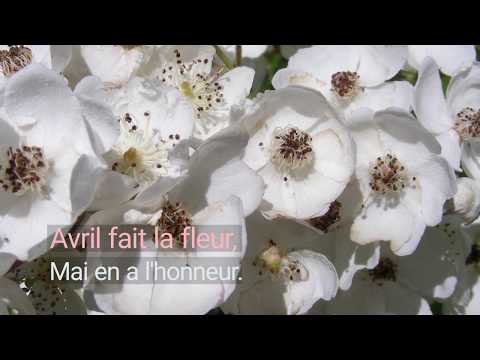 Dicton français : Avril fait la fleur, mai en a l'honneur