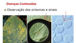 Aula 04 - Sintomatologia e Diagnose