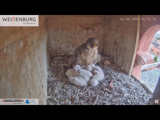 Live webcam view of Peregrine Falcon Nest Box, Weißenburg
