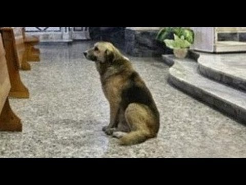 Perros que no se olvidan de sus dueños