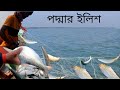 তাজা ইলিশ ধরতে গিয়ে কি হলো দেখুন || Live Hilsha Fish catching | D