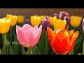 Ultra HD 8K Video Stunning 8K Nature Relaxing Scenery 4320p