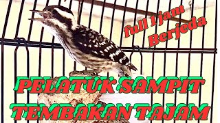 Download lagu Masteran pelatuk sampit gacor nembak panjang full 1 jam dengan jeda//Masteran burung pelatuk mp3