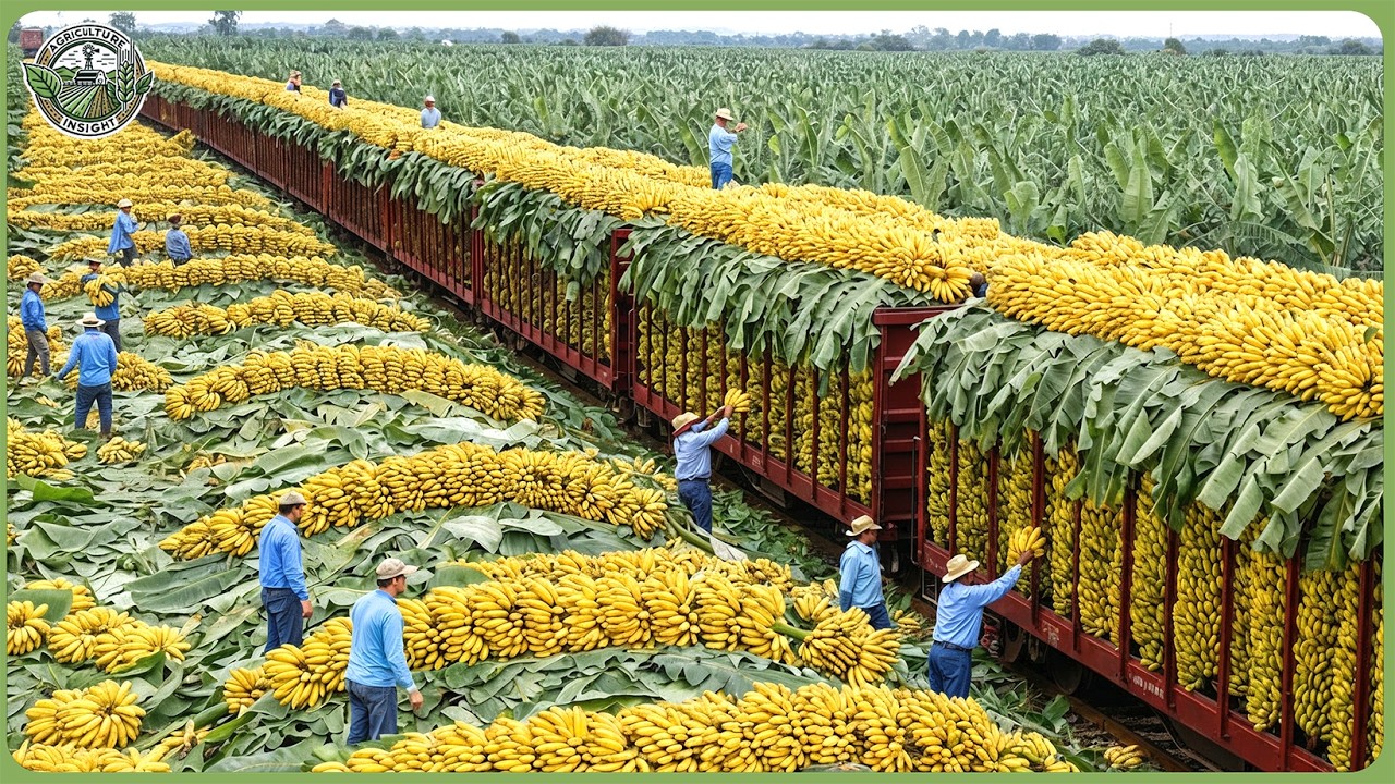 How Global Farmers Make Billions from Agriculture – Inside Largest 2026 Harvest Rush