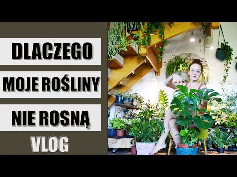 , title : 'Dlaczego moje rośliny doniczkowe nie rosną ?🌱 Vlog 🌱'