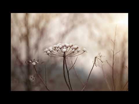 Einsigartig - Welken