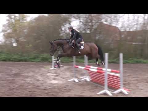 QUIANA 4j. v. Quaid Fight - Cellestial VB 15.000,- Euro