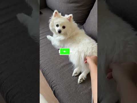 Charger 🤣🤣 #pomeranian #pomeranianpuppy #pomeranianlovers #pomeranian_dog #funnydog #pomni