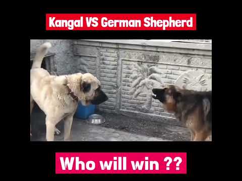 kangal vs german shepherd fight 😱🔥 #shorts