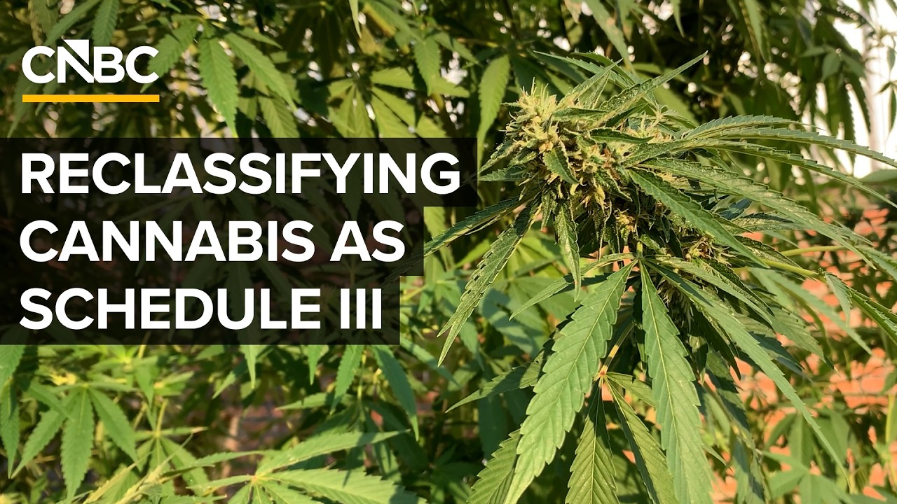 What The Trump Administration's Cannabis Reclassification Means For The Drug