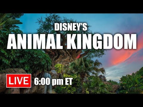 download lagu mp3 mp4 Animal Kingdom Streaming, download lagu Animal Kingdom Streaming gratis, unduh video klip Animal Kingdom Streaming