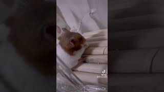 #ハムスターのいる生活 #shorts  #ゴールデンハムスター の #asmr ︎‪🫶🏻‎🤍