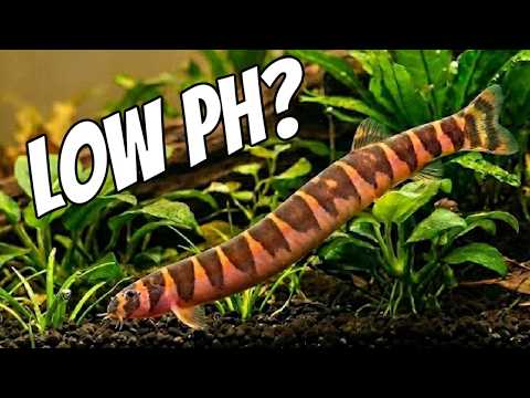 Fix Low pH in Aquarium with These Fish