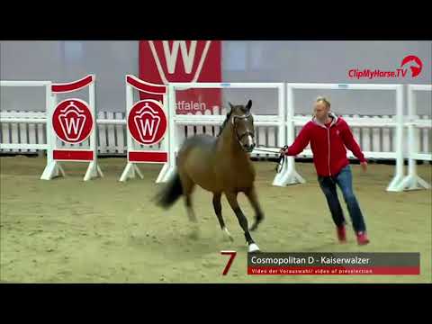 07 Junghengst v. Cosmopolitan - Kaiserwalzer