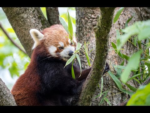 #HellabrunnFürZuhause: Die Roten Pandas in der Geozone Asien