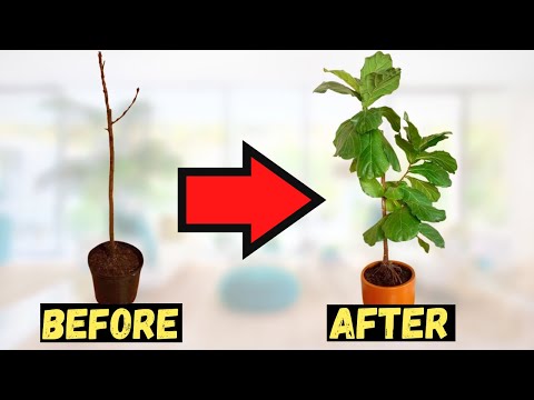Is your Fiddle Leaf Fig DYING? Follow this tips ASAP to save it